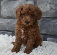 Charlie , a male Poodle - Toy  for sale in Berlin, OH – 4 of 8