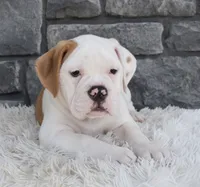 Abby , a female English Bulldog and Beagle for sale in Berlin, OH – 4 of 5