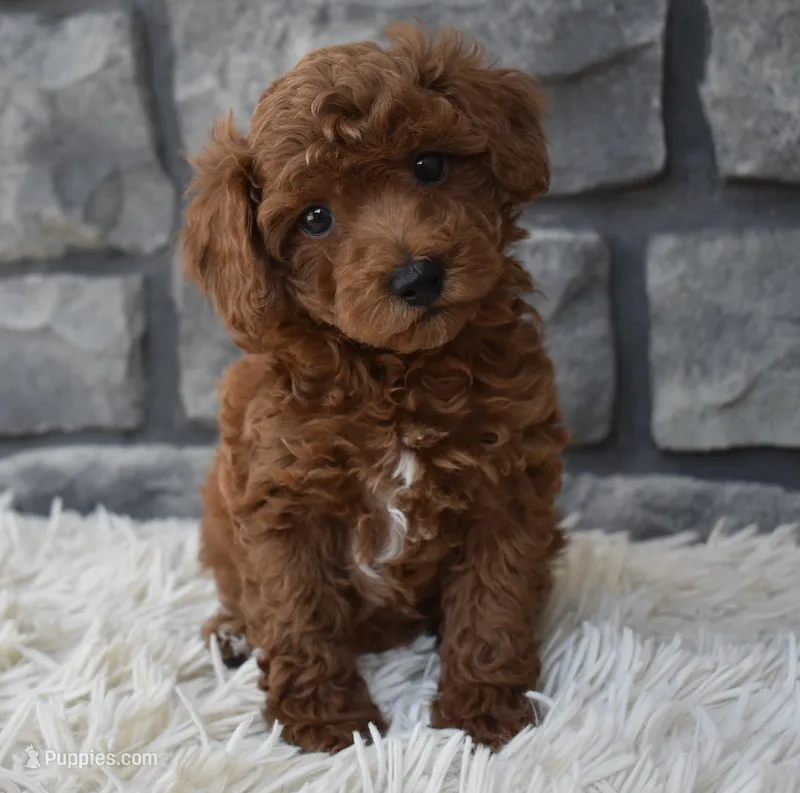 Charlie  – Poodle - Toy  puppy for sale in Berlin, OH