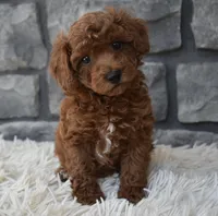 Charlie , a male Poodle - Toy  for sale in Berlin, OH – 1 of 8