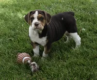 Biscuit , a female English Bulldog and Beagle for sale in Berlin, OH – 5 of 6