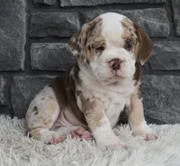 Tank, a male English Bulldog and Beagle for sale in Berlin, OH – 4 of 5
