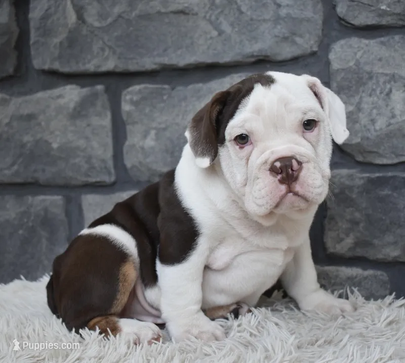 Tater – English Bulldog, Beagle puppy for sale in Berlin, OH