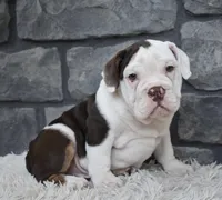 Tater, a male English Bulldog and Beagle for sale in Berlin, OH – 1 of 4