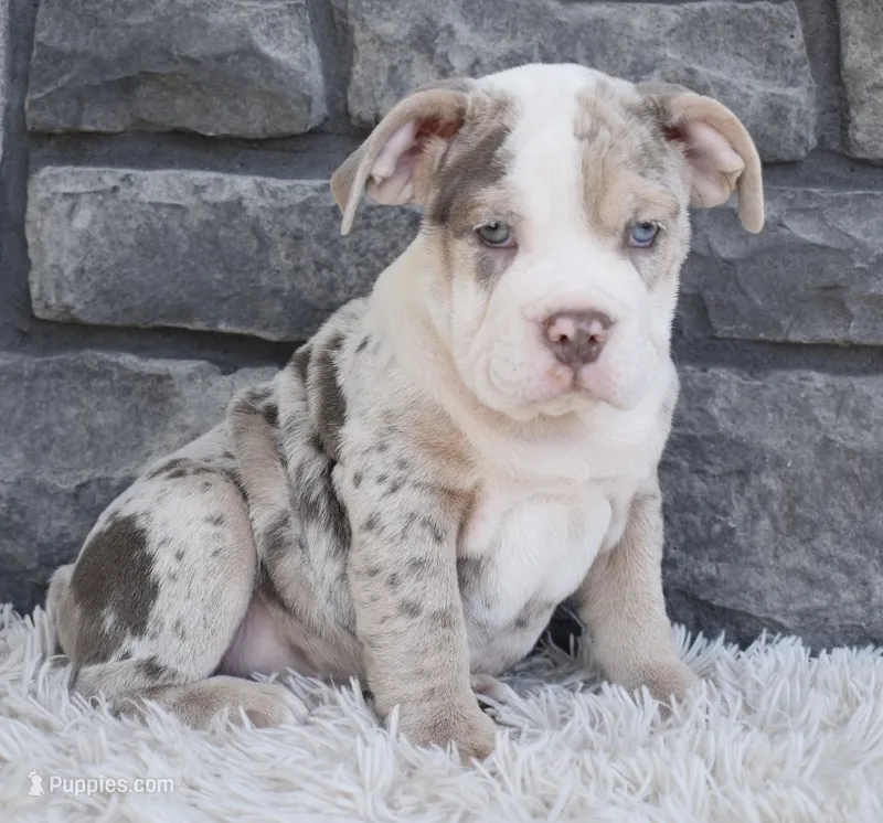 Bailey  – English Bulldog, Beagle puppy for sale in Berlin, OH