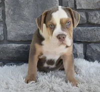 Bonnie , a female English Bulldog and Beagle for sale in Berlin, OH – 3 of 4