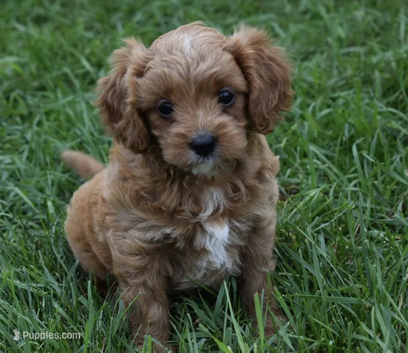 Lily – Cavapoo puppy for sale in Berlin, OH