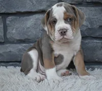 Tank , a male English Bulldog and Beagle for sale in Berlin, OH – 5 of 6
