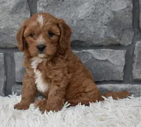 Rocco , a male Cavapoo for sale in Berlin, OH – 7 of 7