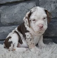 Twinkle , a female English Bulldog and Beagle for sale in Berlin, OH – 4 of 4