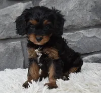 Roxy, a female Cavapoo for sale in Berlin, OH – 8 of 8