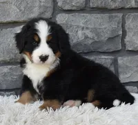 Bentley , a male Bernese Mountain Dog for sale in Berlin, OH – 3 of 6