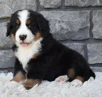 Bentley , a male Bernese Mountain Dog for sale in Berlin, OH – 5 of 6