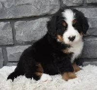 Bentley , a male Bernese Mountain Dog for sale in Berlin, OH – 4 of 6