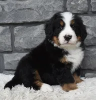 Bentley , a male Bernese Mountain Dog for sale in Berlin, OH – 2 of 6