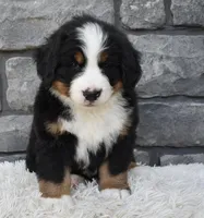 Bentley , a male Bernese Mountain Dog for sale in Berlin, OH – 6 of 6