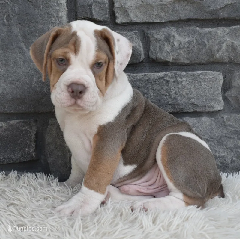 Tank – English Bulldog, Beagle puppy for sale in Berlin, OH
