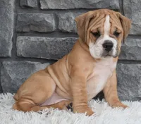 Molly , a female English Bulldog and Beagle for sale in Berlin, OH – 3 of 4