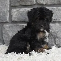 Charlie , a male Miniature Aussiedoodle for sale in Berlin, OH – 3 of 5