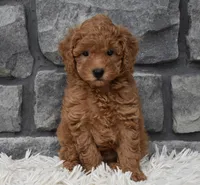 Cuddles, a male Poodle - Toy  for sale in Berlin, OH – 6 of 6