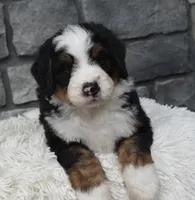 Cash , a male Miniature Bernedoodle for sale in Berlin, OH – 2 of 6