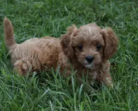 Lily, a female Cavapoo for sale in Berlin, OH – 3 of 9
