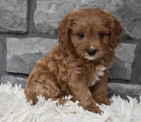 Rocky, a male Cavapoo for sale in Berlin, OH – 4 of 4