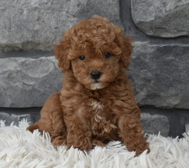 Cinnamon  – Poodle - Toy  puppy for sale in Berlin, OH