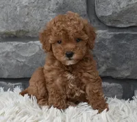 Cinnamon , a female Poodle - Toy  for sale in Berlin, OH – 1 of 8