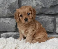 Millie, a female Cavapoo for sale in Berlin, OH – 3 of 7