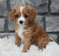 Remi, a female Cavapoo for sale in Berlin, OH – 4 of 8