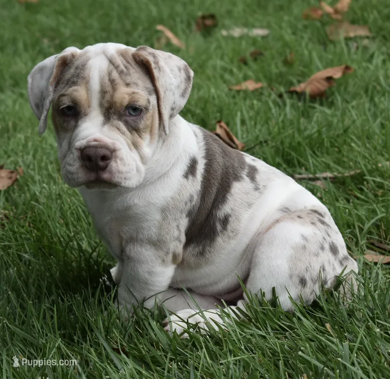 Bailey  – English Bulldog, Beagle puppy for sale in Berlin, OH