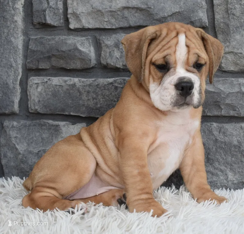 Molly  – English Bulldog, Beagle puppy for sale in Berlin, OH