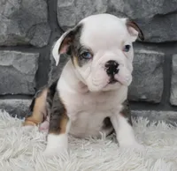Max, a male English Bulldog and Beagle for sale in Berlin, OH – 2 of 3