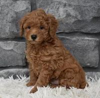 Cuddles, a male Poodle - Toy  for sale in Berlin, OH – 3 of 6