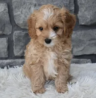 Scooter, a male Cavapoo for sale in Berlin, OH – Photo 4 of 7