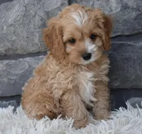 Scooter, a male Cavapoo for sale in Berlin, OH – Photo 2 of 7