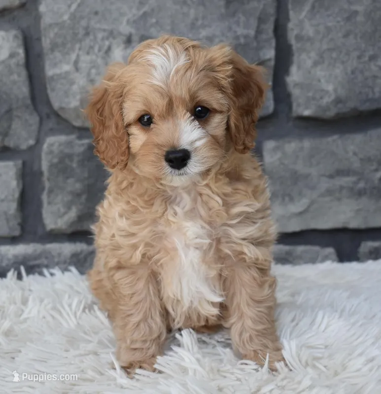 Scooter – Cavapoo puppy on hold in Berlin, OH