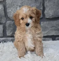 Scooter, a male Cavapoo for sale in Berlin, OH – Photo 1 of 7