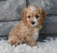 Scooter, a male Cavapoo for sale in Berlin, OH – Photo 6 of 7