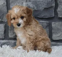 Scooter, a male Cavapoo for sale in Berlin, OH – Photo 5 of 7
