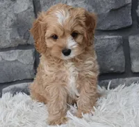 Scooter, a male Cavapoo for sale in Berlin, OH – Photo 7 of 7