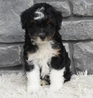 Cash , a male Miniature Aussiedoodle for sale in Berlin, OH – 3 of 6