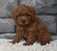 Cash , a male Poodle - Toy  for sale in Berlin, OH – 6 of 8