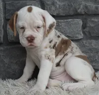 Tessa, a female English Bulldog and Beagle for sale in Berlin, OH – 3 of 4