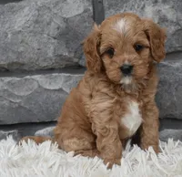 Miles, a female Cavapoo for sale in Berlin, OH – 3 of 8
