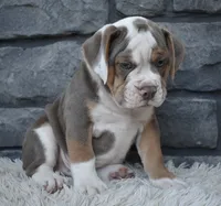 Tank , a male English Bulldog and Beagle for sale in Berlin, OH – 6 of 6