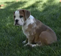 Brinley , a female English Bulldog and Beagle for sale in Berlin, OH – 2 of 7