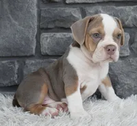 Trixie, a male English Bulldog and Beagle for sale in Berlin, OH – 4 of 7