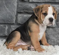 Tater, a male English Bulldog and Beagle for sale in Berlin, OH – 2 of 5